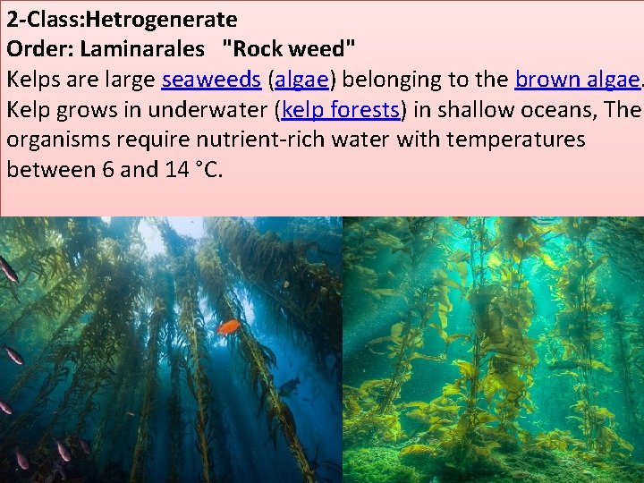 2 -Class: Hetrogenerate Order: Laminarales "Rock weed" Kelps are large seaweeds (algae) belonging to 2 -Class: Hetrogenerate Order: Laminarales "Rock weed" Kelps are large seaweeds (algae) belonging to