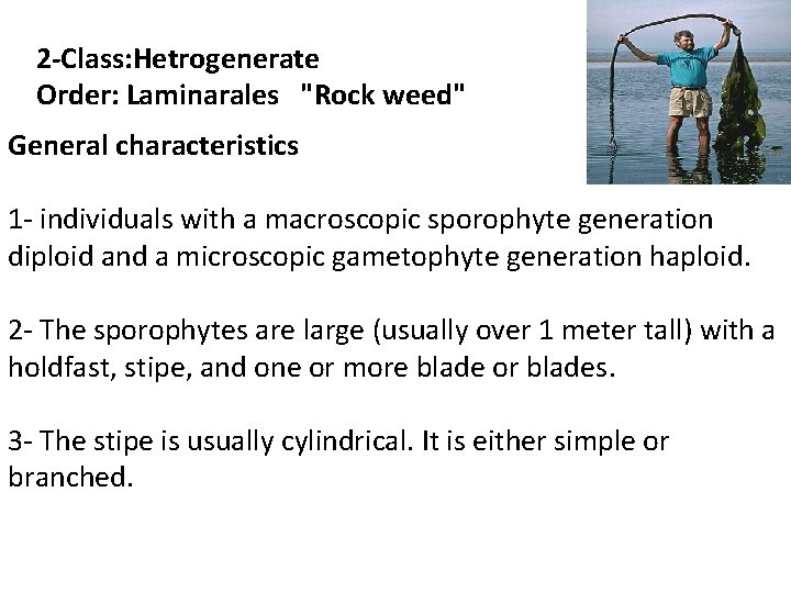 2 -Class: Hetrogenerate Order: Laminarales "Rock weed" General characteristics 1 - individuals with a 2 -Class: Hetrogenerate Order: Laminarales "Rock weed" General characteristics 1 - individuals with a