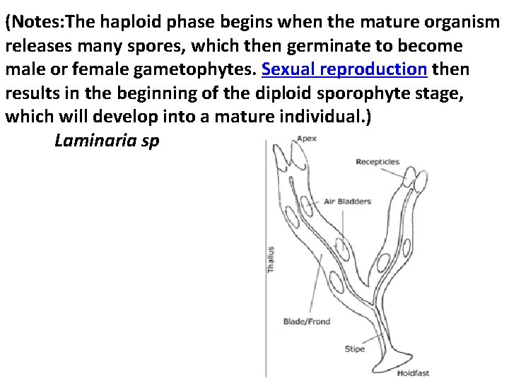 (Notes: The haploid phase begins when the mature organism releases many spores, which then (Notes: The haploid phase begins when the mature organism releases many spores, which then