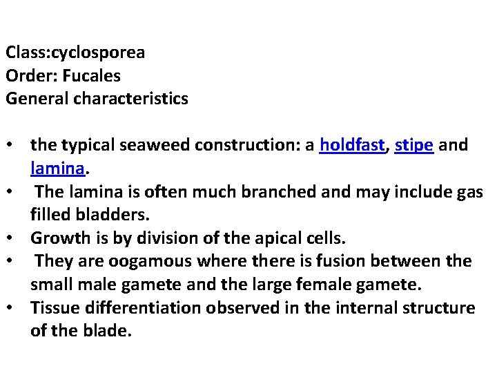 Class: cyclosporea Order: Fucales General characteristics • the typical seaweed construction: a holdfast, stipe Class: cyclosporea Order: Fucales General characteristics • the typical seaweed construction: a holdfast, stipe