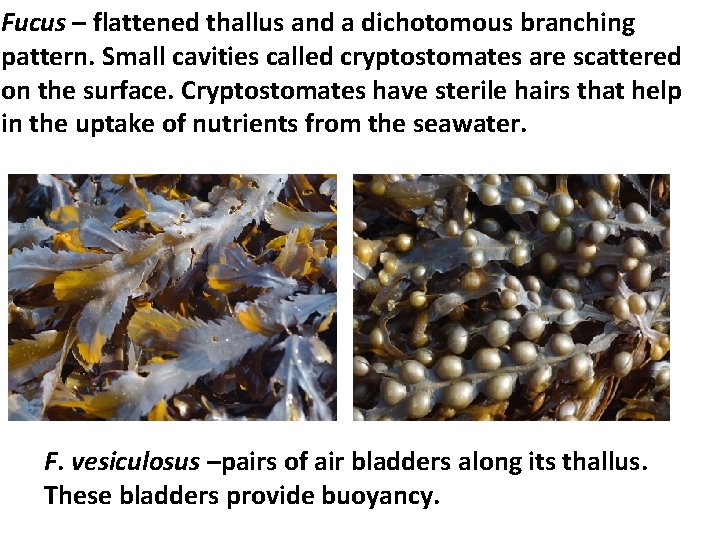 Fucus – flattened thallus and a dichotomous branching pattern. Small cavities called cryptostomates are Fucus – flattened thallus and a dichotomous branching pattern. Small cavities called cryptostomates are