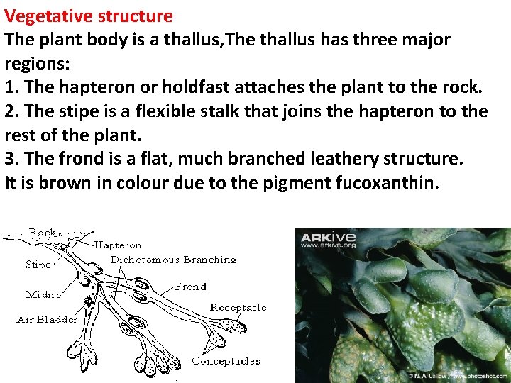 Vegetative structure The plant body is a thallus, The thallus has three major regions: Vegetative structure The plant body is a thallus, The thallus has three major regions: