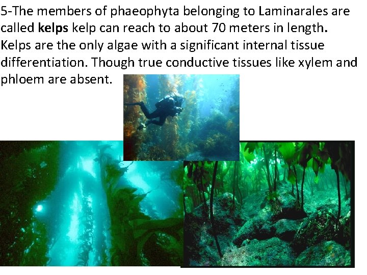 5 -The members of phaeophyta belonging to Laminarales are called kelps kelp can reach 5 -The members of phaeophyta belonging to Laminarales are called kelps kelp can reach