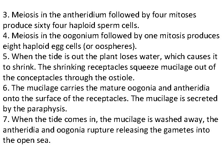 3. Meiosis in the antheridium followed by four mitoses produce sixty four haploid sperm 3. Meiosis in the antheridium followed by four mitoses produce sixty four haploid sperm