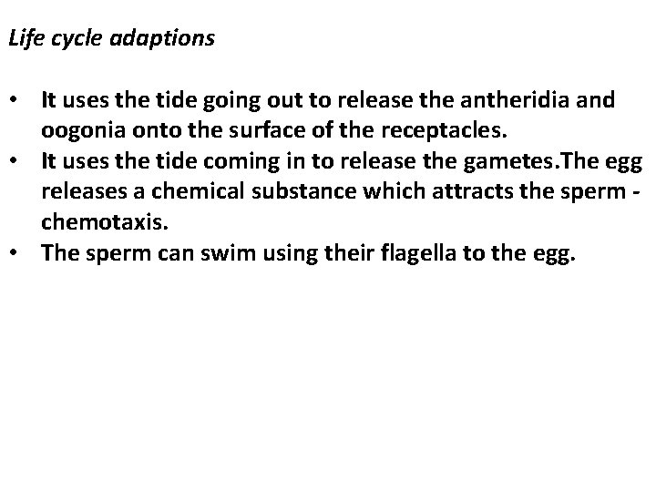 Life cycle adaptions • It uses the tide going out to release the antheridia Life cycle adaptions • It uses the tide going out to release the antheridia