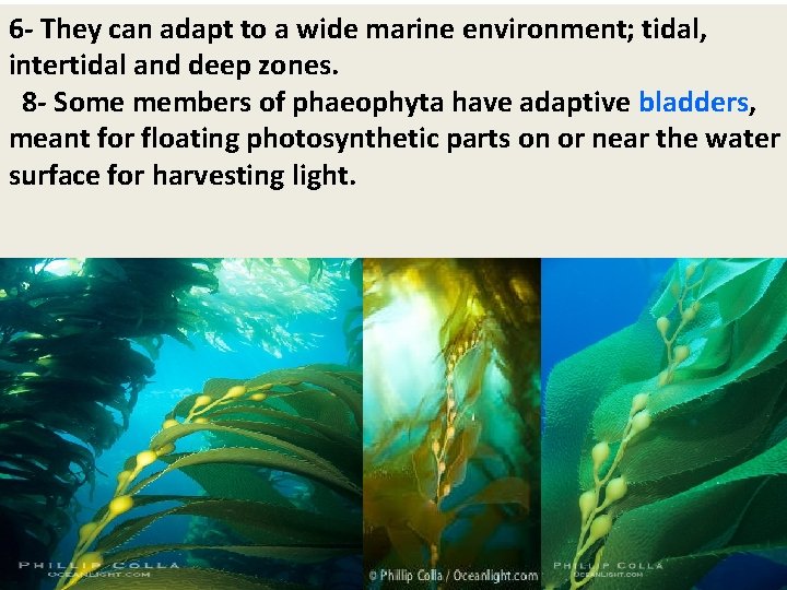 6 - They can adapt to a wide marine environment; tidal, intertidal and deep 6 - They can adapt to a wide marine environment; tidal, intertidal and deep
