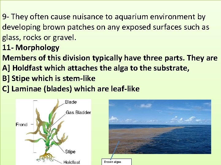 9 - They often cause nuisance to aquarium environment by developing brown patches on 9 - They often cause nuisance to aquarium environment by developing brown patches on