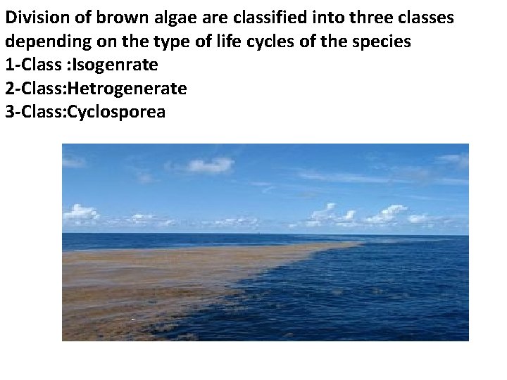 Division of brown algae are classified into three classes depending on the type of Division of brown algae are classified into three classes depending on the type of