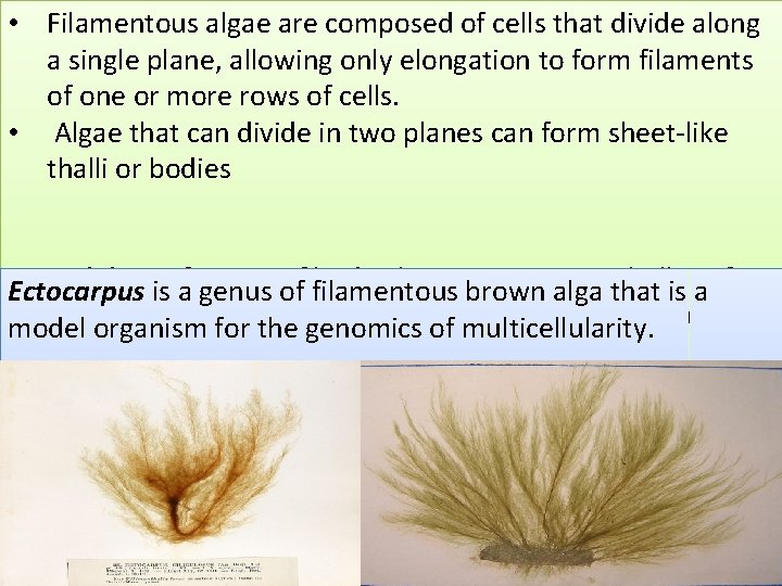 • Filamentous algae are composed of cells that divide along a single plane, • Filamentous algae are composed of cells that divide along a single plane,