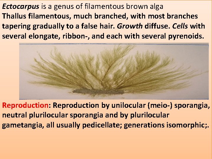 Ectocarpus is a genus of filamentous brown alga Thallus filamentous, much branched, with most Ectocarpus is a genus of filamentous brown alga Thallus filamentous, much branched, with most