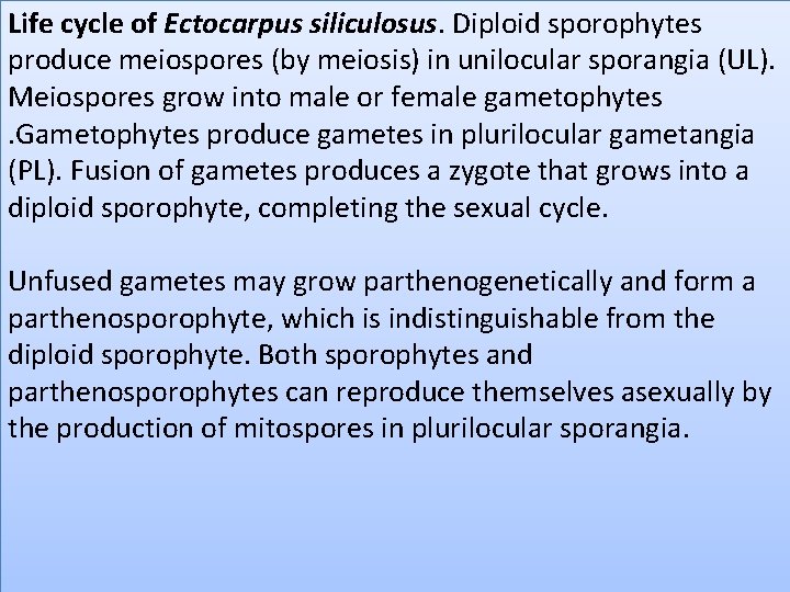 Life cycle of Ectocarpus siliculosus. Diploid sporophytes produce meiospores (by meiosis) in unilocular sporangia Life cycle of Ectocarpus siliculosus. Diploid sporophytes produce meiospores (by meiosis) in unilocular sporangia