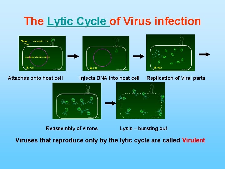 The Lytic Cycle of Virus infection Attaches onto host cell Injects DNA into host