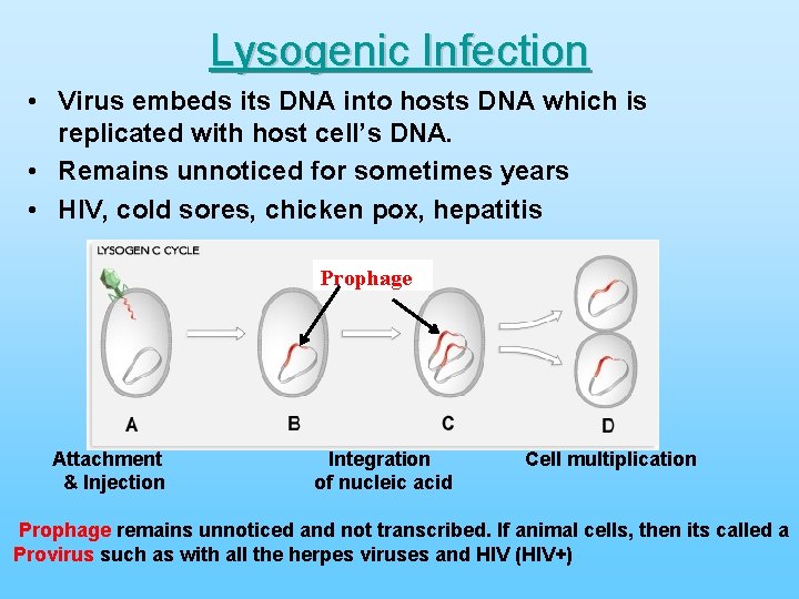 Lysogenic Infection • Virus embeds its DNA into hosts DNA which is replicated with