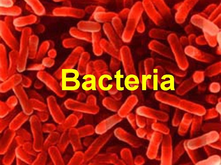 Bacteria 