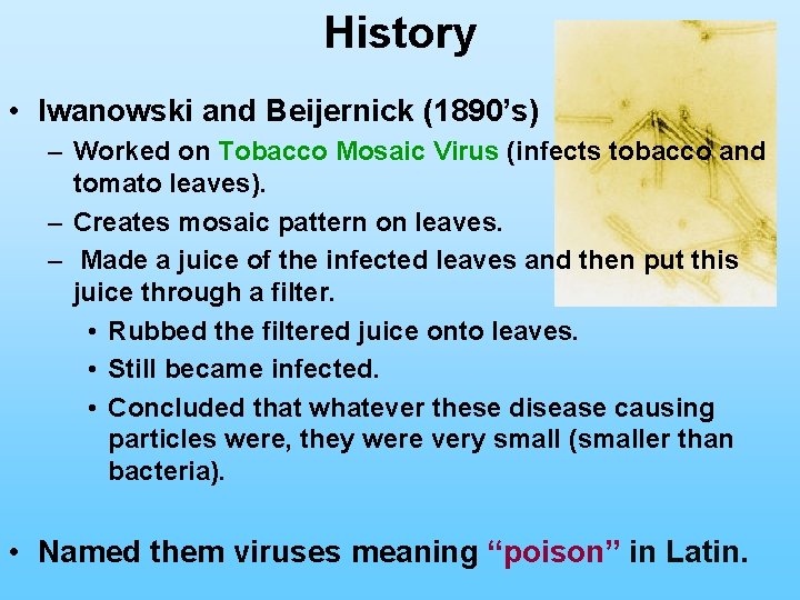 History • Iwanowski and Beijernick (1890’s) – Worked on Tobacco Mosaic Virus (infects tobacco