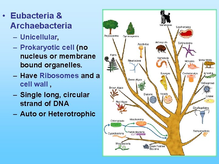  • Eubacteria & Archaebacteria – Unicellular, – Prokaryotic cell (no nucleus or membrane