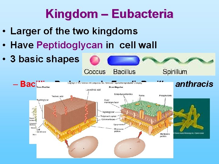 Kingdom – Eubacteria • Larger of the two kingdoms • Have Peptidoglycan in cell