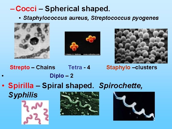 – Cocci – Spherical shaped. • Staphylococcus aureus, Streptococcus pyogenes Strepto – Chains Tetra