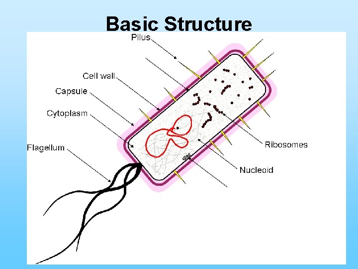 Basic Structure 