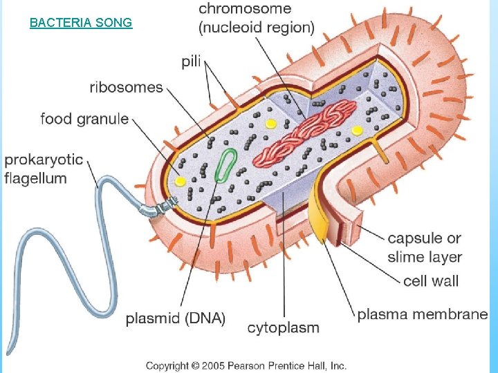 BACTERIA SONG 