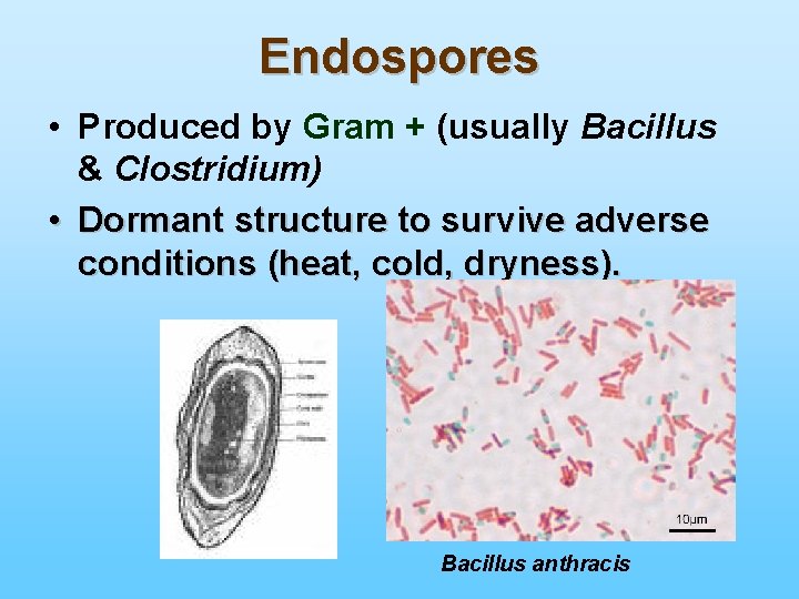 Endospores • Produced by Gram + (usually Bacillus & Clostridium) • Dormant structure to