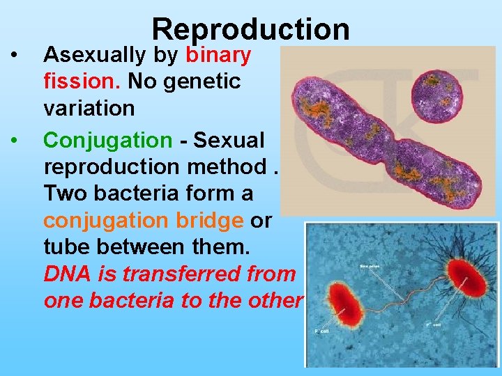  • • Reproduction Asexually by binary fission. No genetic variation Conjugation - Sexual