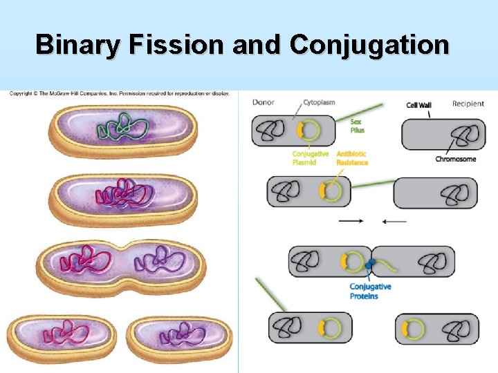 Binary Fission and Conjugation 