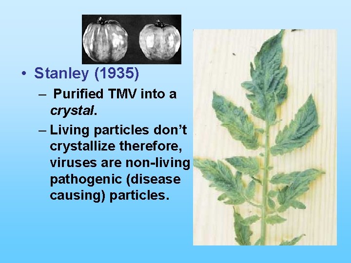  • Stanley (1935) – Purified TMV into a crystal. – Living particles don’t