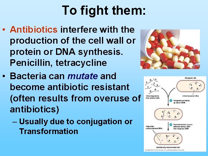 To fight them: • Antibiotics interfere with the production of the cell wall or