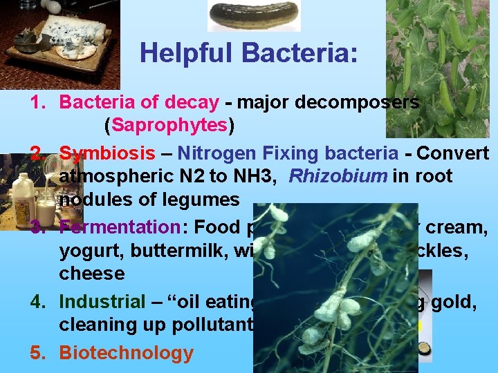 Helpful Bacteria: 1. Bacteria of decay - major decomposers (Saprophytes) 2. Symbiosis – Nitrogen