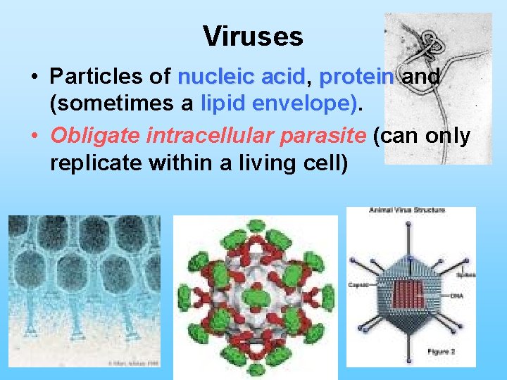 Viruses • Particles of nucleic acid, protein and (sometimes a lipid envelope). • Obligate