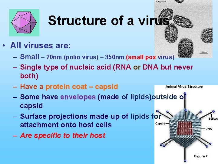 Structure of a virus • All viruses are: – Small – 20 nm (polio