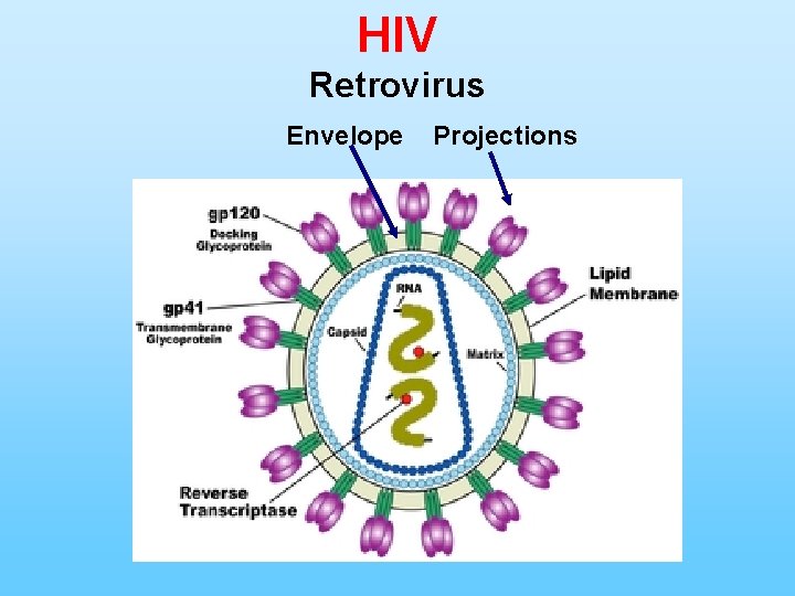 HIV Retrovirus Envelope Projections 