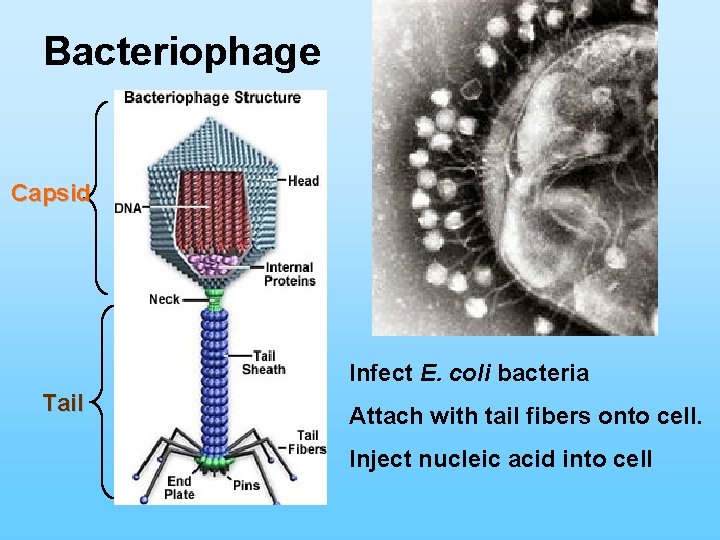 Bacteriophage Capsid Infect E. coli bacteria Tail Attach with tail fibers onto cell. Inject