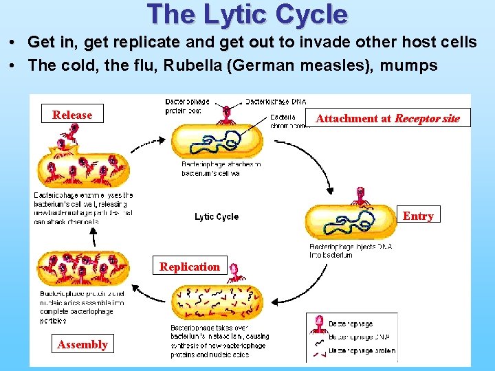 The Lytic Cycle • Get in, get out to invade other host cells Get