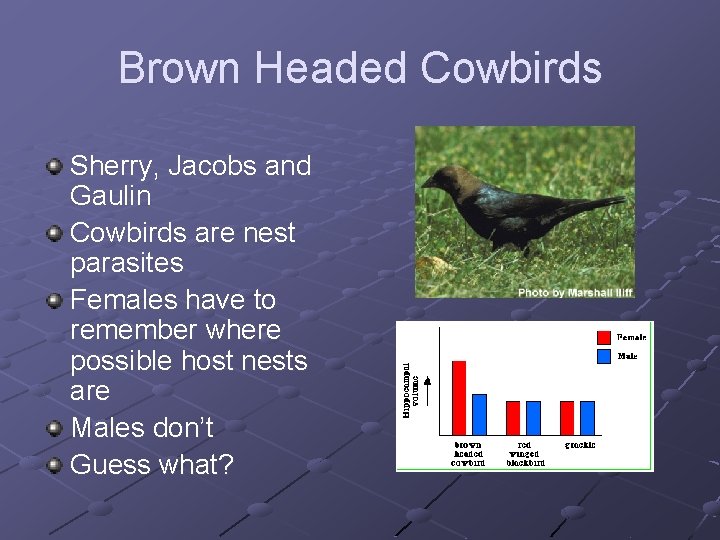 Brown Headed Cowbirds Sherry, Jacobs and Gaulin Cowbirds are nest parasites Females have to
