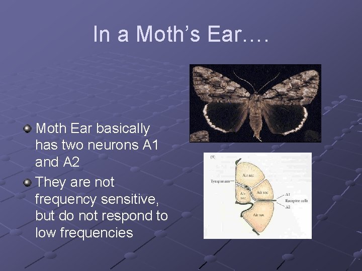 In a Moth’s Ear…. Moth Ear basically has two neurons A 1 and A