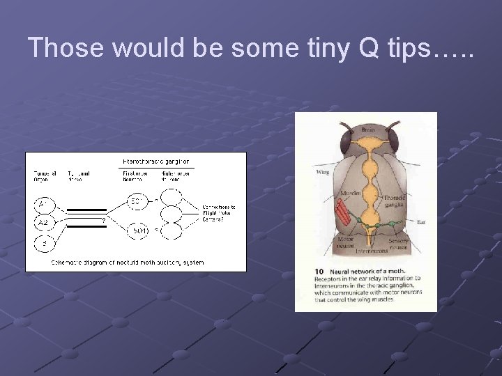 Those would be some tiny Q tips…. . 