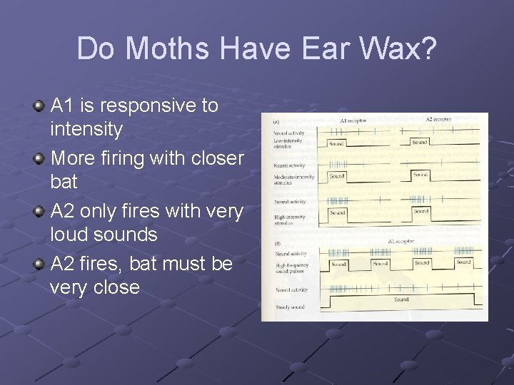 Do Moths Have Ear Wax? A 1 is responsive to intensity More firing with