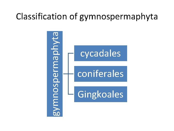 gymnospermaphyta Classification of gymnospermaphyta cycadales coniferales Gingkoales 