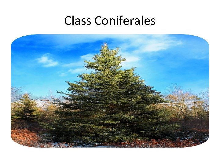 Class Coniferales 