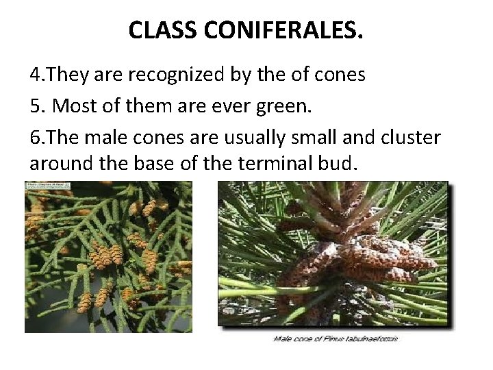 CLASS CONIFERALES. 4. They are recognized by the of cones 5. Most of them