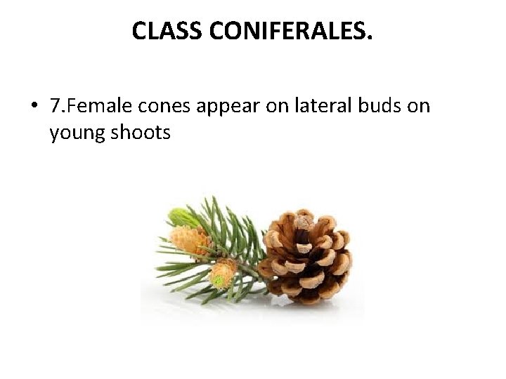 CLASS CONIFERALES. • 7. Female cones appear on lateral buds on young shoots 