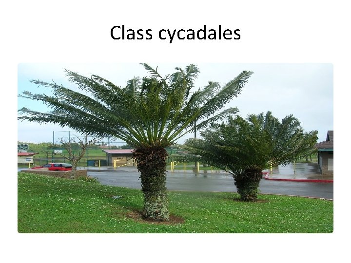 Class cycadales 