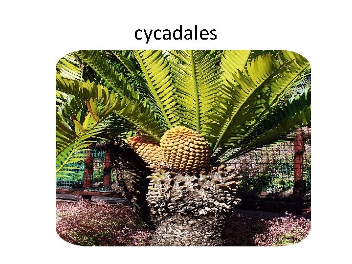 cycadales 