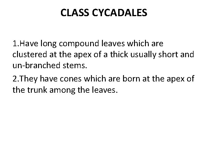 CLASS CYCADALES 1. Have long compound leaves which are clustered at the apex of