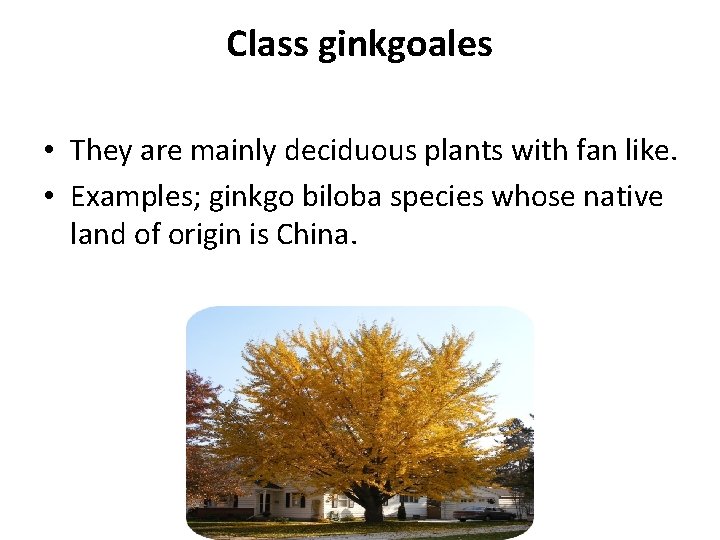 Class ginkgoales • They are mainly deciduous plants with fan like. • Examples; ginkgo