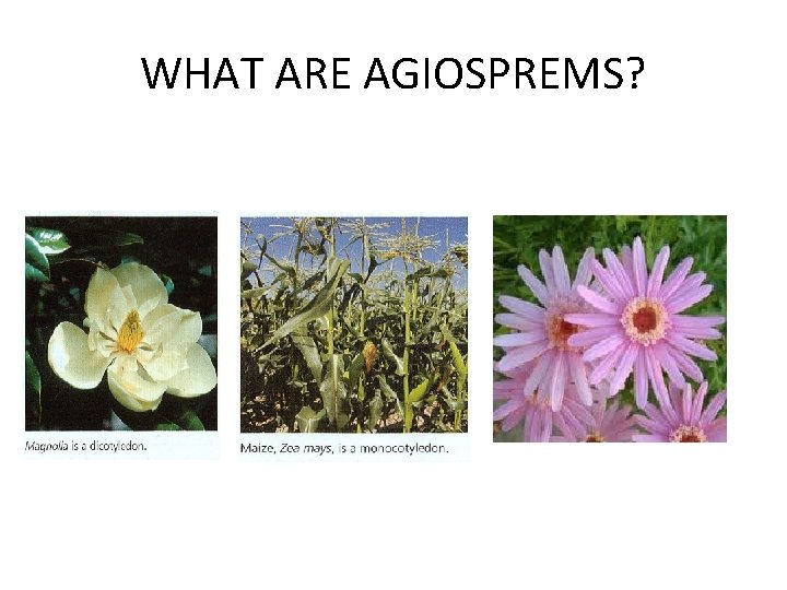 WHAT ARE AGIOSPREMS? 