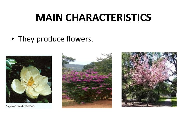 MAIN CHARACTERISTICS • They produce flowers. 