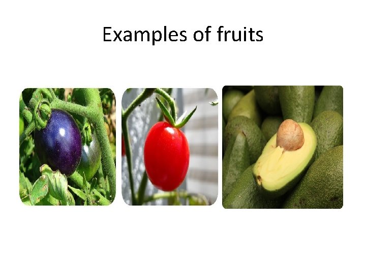 Examples of fruits 
